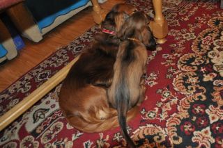 Jamnik d�ugow�osy